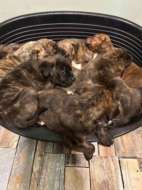 American Bulldog puppies for sale in Llanelli, Carmarthenshire – 8 months old - Image 7 of 8