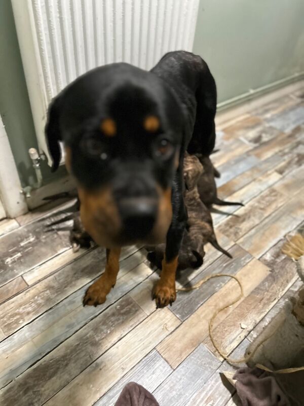 American Bulldog puppies for sale in Llanelli, Carmarthenshire – 8 months old - Image 8 of 8