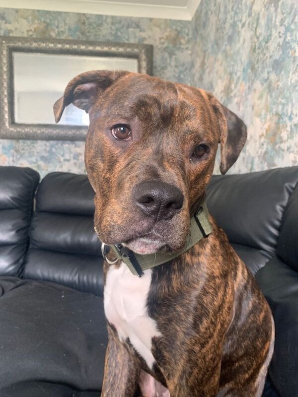 American bulldog puppy