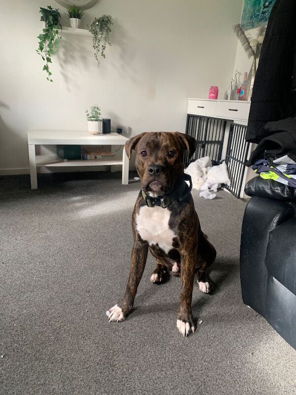 American bulldog puppy - Image 2 of 2