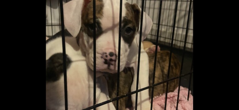 American Bulldog puppies for sale in Irvine, Ayrshire and Arran – 11 weeks old