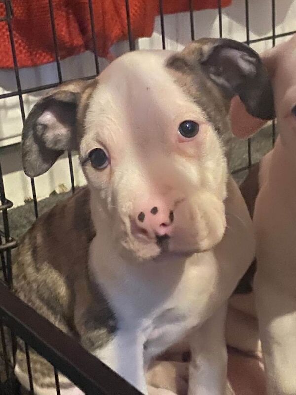 American Bulldog Pups - Image 2 of 3