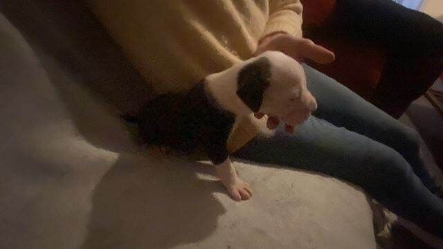 American Bulldog Pups - Image 3 of 3