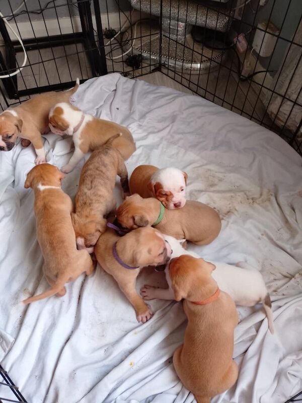 American Bully Puppies For Sale
