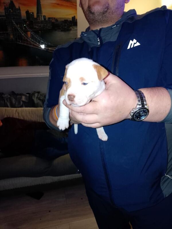 American bulldog pups - Image 2 of 4