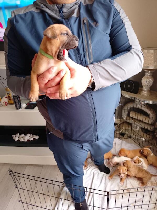 American bulldog pups - Image 3 of 4