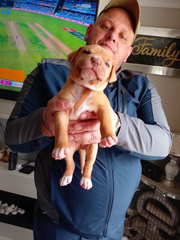 American bulldog pups - Image 4 of 4