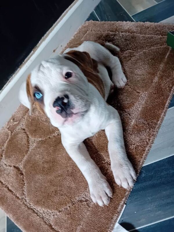 American Bulldog Puppies For Sale Under £1,000