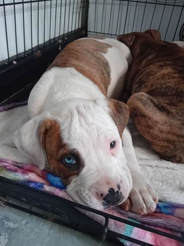 American bulldog pups - Image 2 of 3