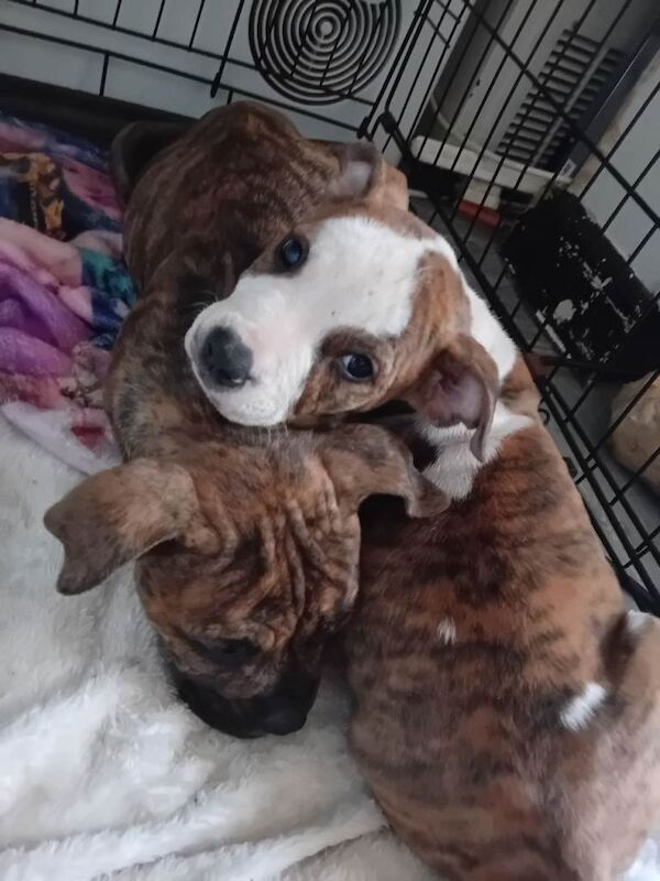 American bulldog pups - Image 3 of 3