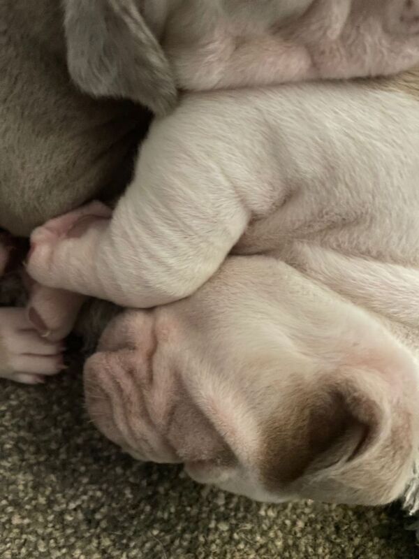 American Bully Puppies For Sale