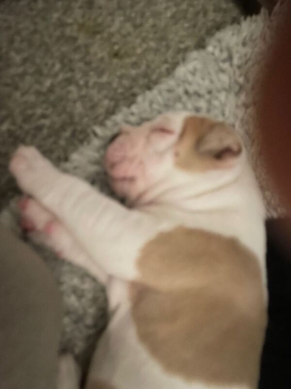 American bulldog Pups for sale £450 - Image 2 of 4
