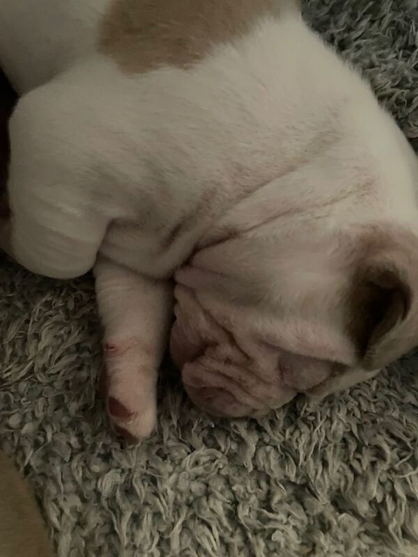 American bulldog Pups for sale £450 - Image 3 of 4