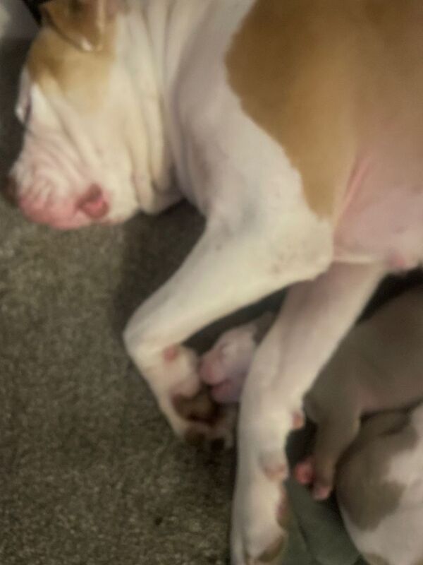 American bulldog Pups for sale £450 - Image 4 of 4