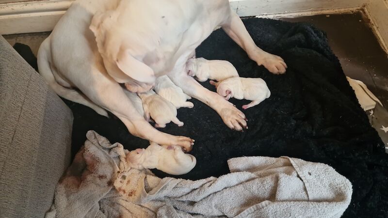 American Bulldog puppies for sale in Sutton, Bedfordshire – 10 months old - Image 2 of 3