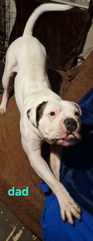 American Bulldog puppies for sale in Sutton, Bedfordshire – 10 months old - Image 3 of 3