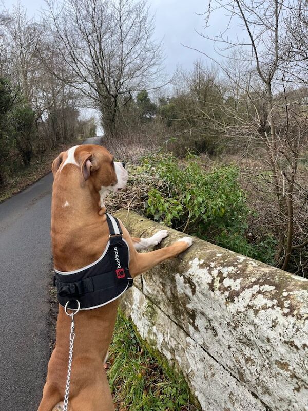 American Bulldog puppies for sale in Stevenston, Ayrshire and Arran – 1 year old