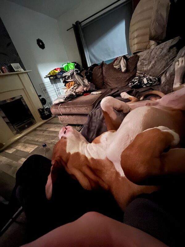 American bulldog (Simba) - Image 2 of 4