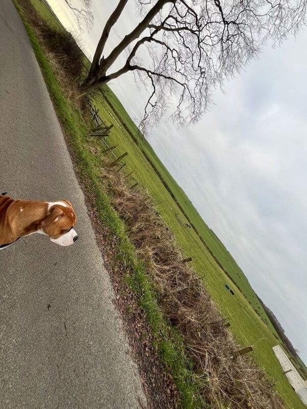 American bulldog (Simba) - Image 3 of 4