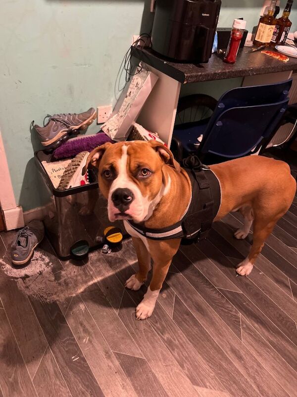 American bulldog (Simba) - Image 4 of 4