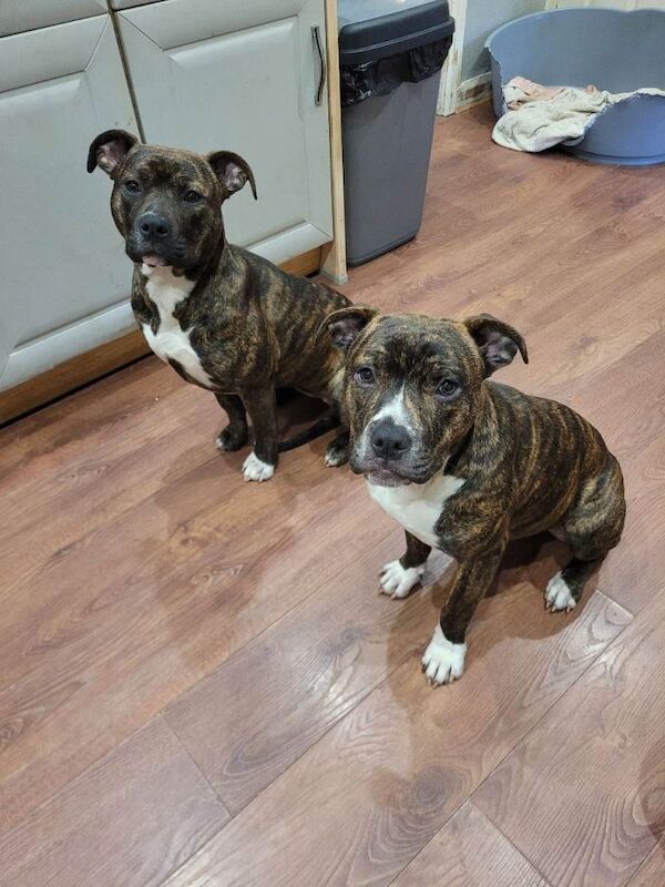 American Bully Puppies For Sale