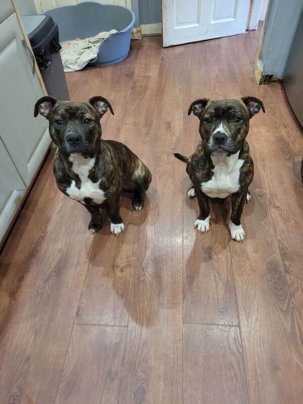 American Bulldog puppies for sale in Rochdale, Greater Manchester – 7 months old - Image 2 of 4