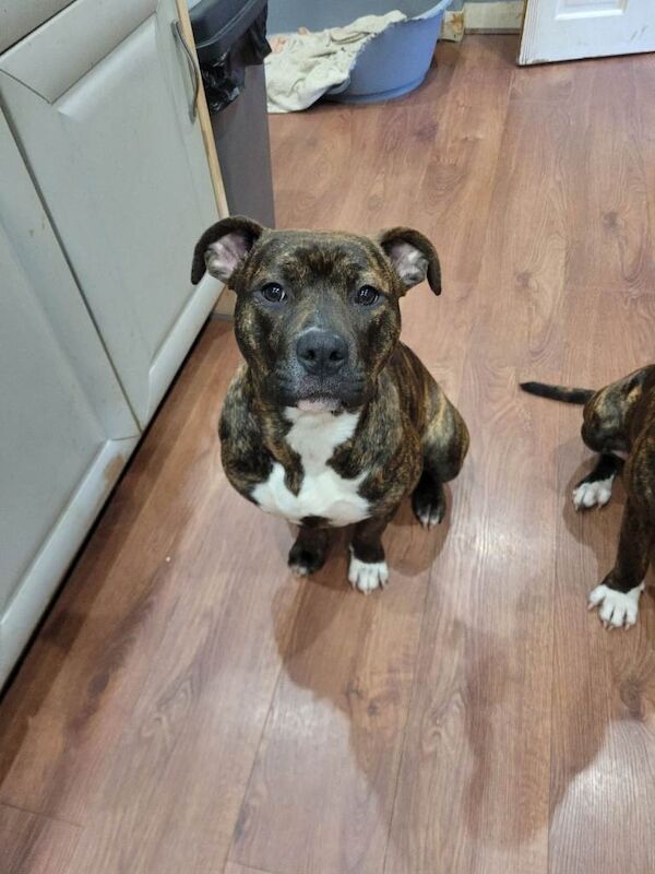 American Bulldog puppies for sale in Rochdale, Greater Manchester – 7 months old - Image 3 of 4