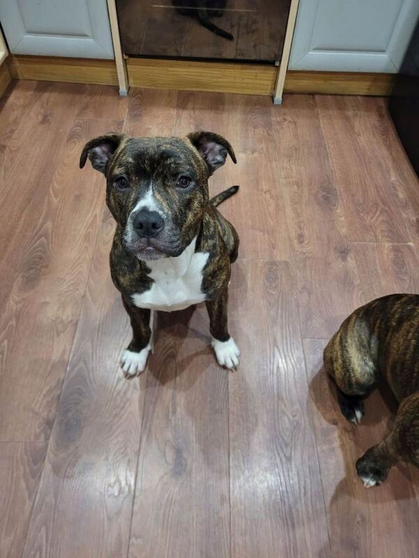 American Bulldog puppies for sale in Rochdale, Greater Manchester – 7 months old - Image 4 of 4