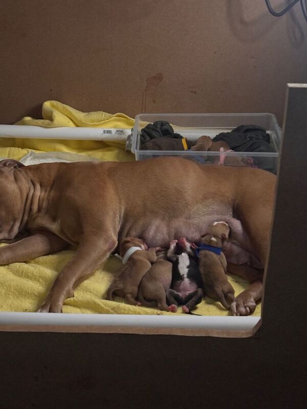 American Bully Puppies For Sale
