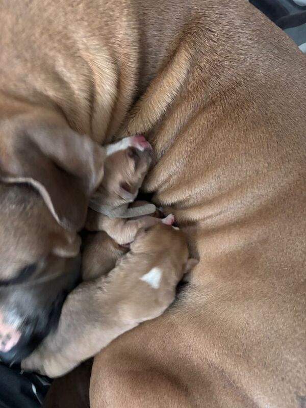 American bulldog staffie cross - Image 3 of 5