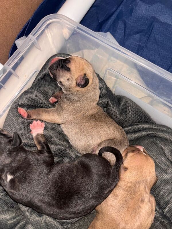 American bulldog staffie cross - Image 4 of 5