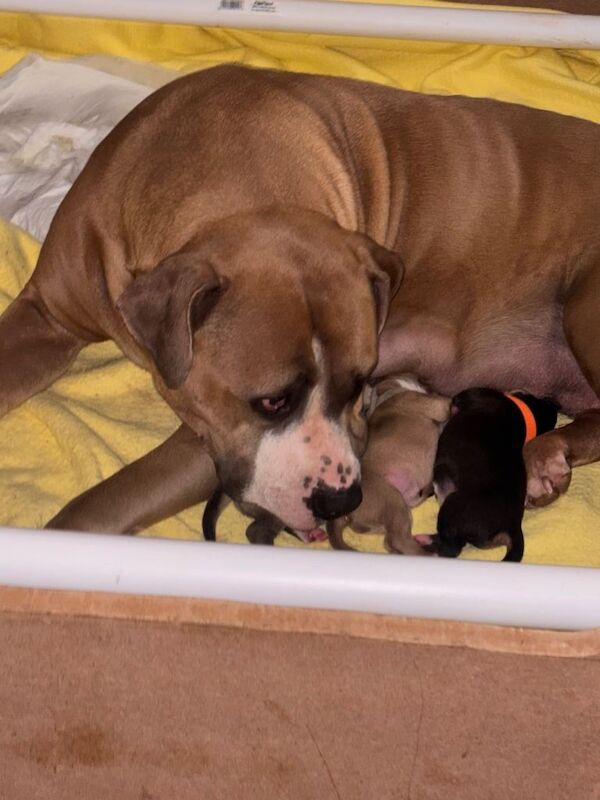 American bulldog staffie cross - Image 5 of 5