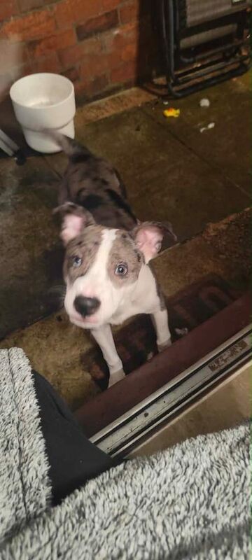 American Bully Puppies For Sale