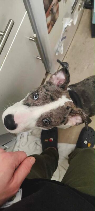 American Bulldog X £450 ASAP URGENT - Image 2 of 3