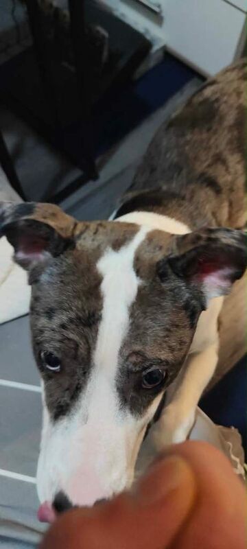 American Bulldog X £450 ASAP URGENT - Image 3 of 3