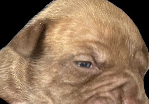 American Bulldog puppies for sale in Telford, Shropshire – 1 year old - Image 2 of 3