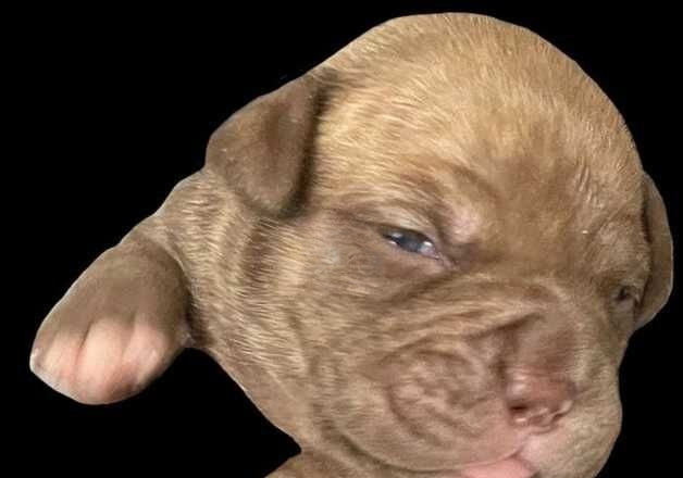 American Bulldog puppies for sale in Telford, Shropshire – 1 year old - Image 3 of 3