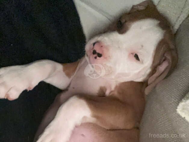 American Bulldog puppies for sale in Worthing, West Sussex – 1 year old - Image 2 of 4