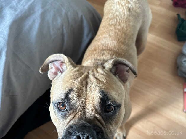 American Bulldog puppies for sale in Worthing, West Sussex – 1 year old - Image 3 of 4