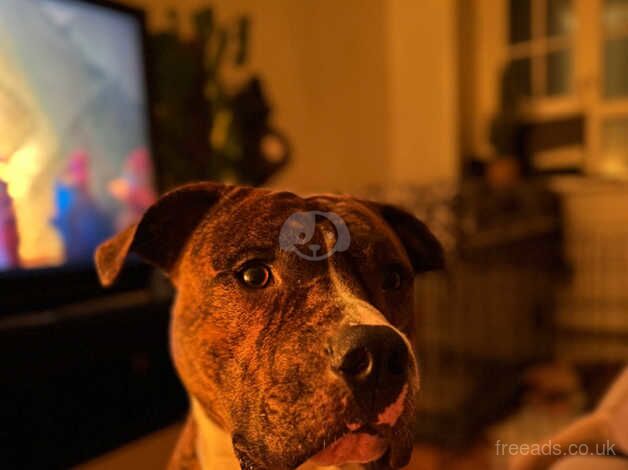 American Bulldog puppies for sale in Worthing, West Sussex – 1 year old - Image 4 of 4