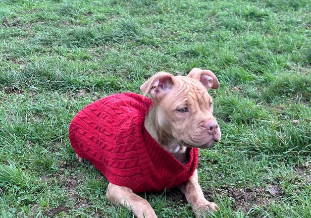 American Bulldog puppies for sale in Worthing, West Sussex – 1 year old - Image 2 of 2