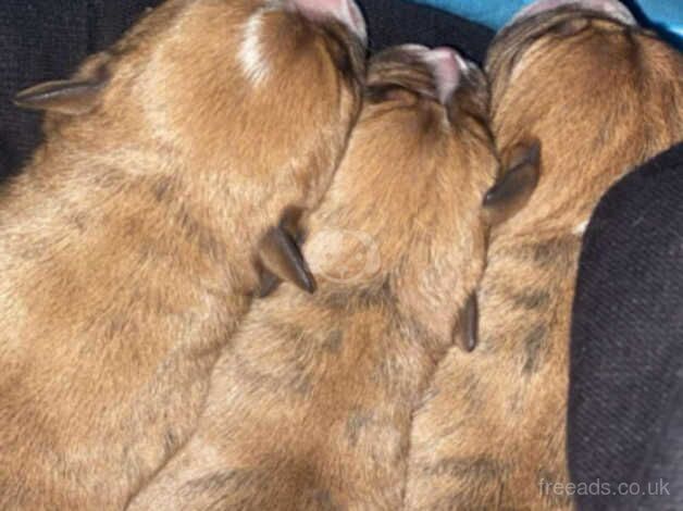 American Bulldog puppies for sale in Nottingham, Nottinghamshire – 1 year old - Image 2 of 4