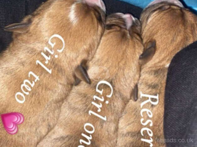 American Bulldog puppies for sale in Nottingham, Nottinghamshire – 1 year old - Image 3 of 4