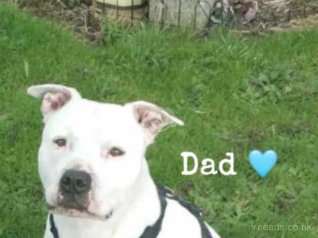 American Bulldog puppies for sale in Nottingham, Nottinghamshire – 1 year old - Image 4 of 4