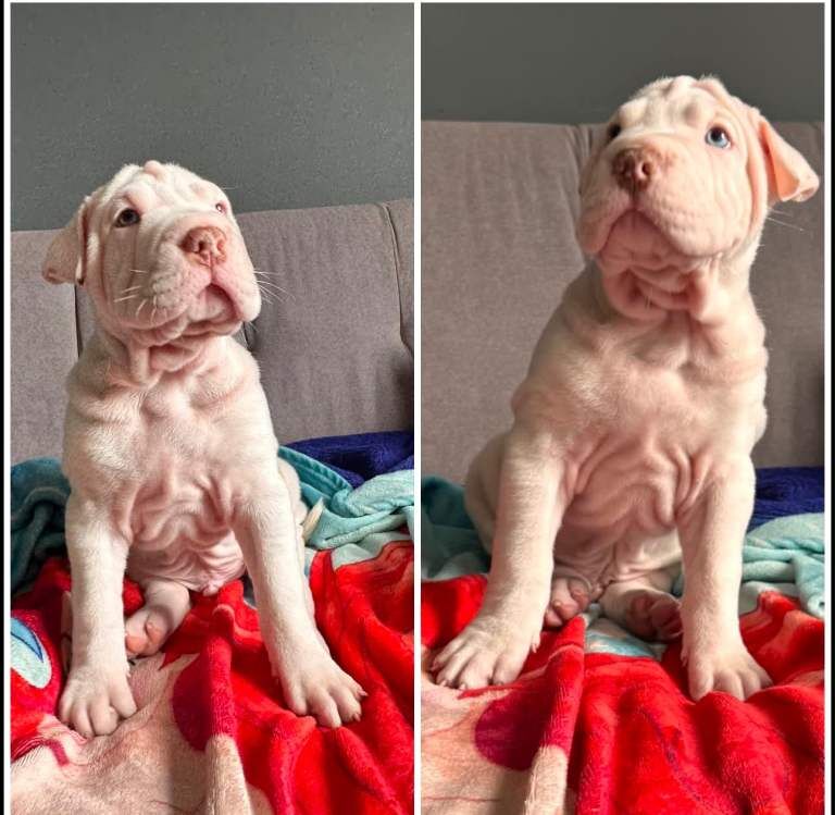 AMERICAN-BULLDOG x SHAR-PEI - Image 2 of 6