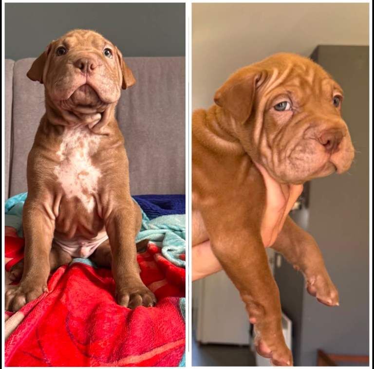 AMERICAN-BULLDOG x SHAR-PEI - Image 3 of 6
