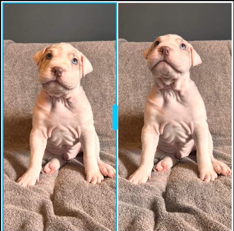 AMERICAN-BULLDOG x SHAR-PEI - Image 4 of 6