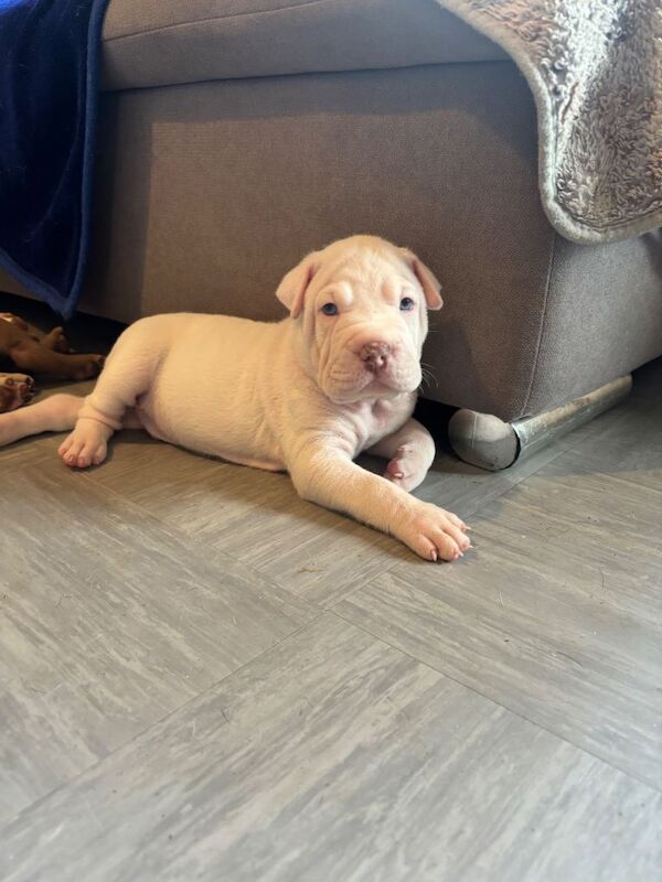 AMERICAN-BULLDOG x SHAR-PEI - Image 5 of 6
