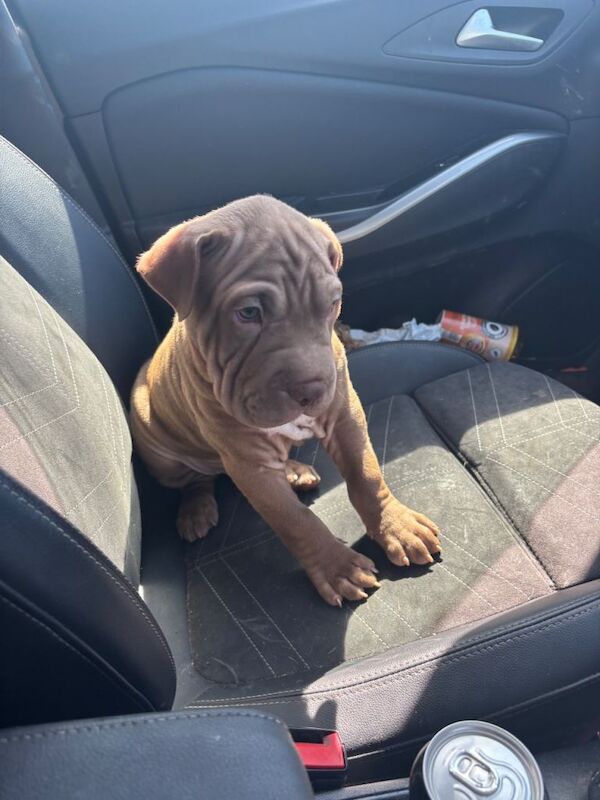 AMERICAN-BULLDOG x SHAR-PEI - Image 6 of 6