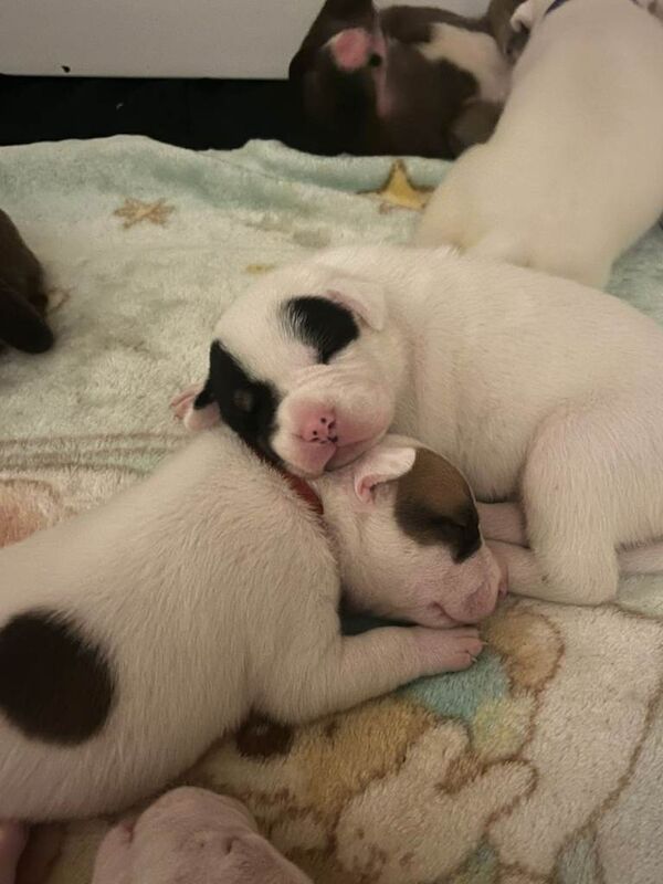 American Bulldog puppies for sale in Glasgow, City of Glasgow – 10 weeks old